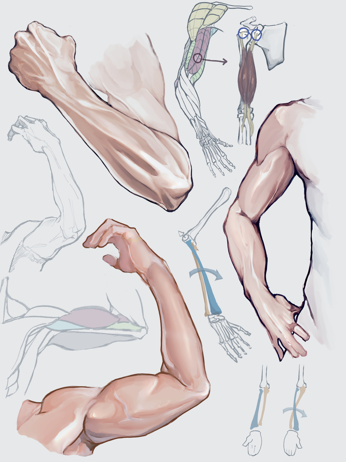 练习手腕-肌肉画法
