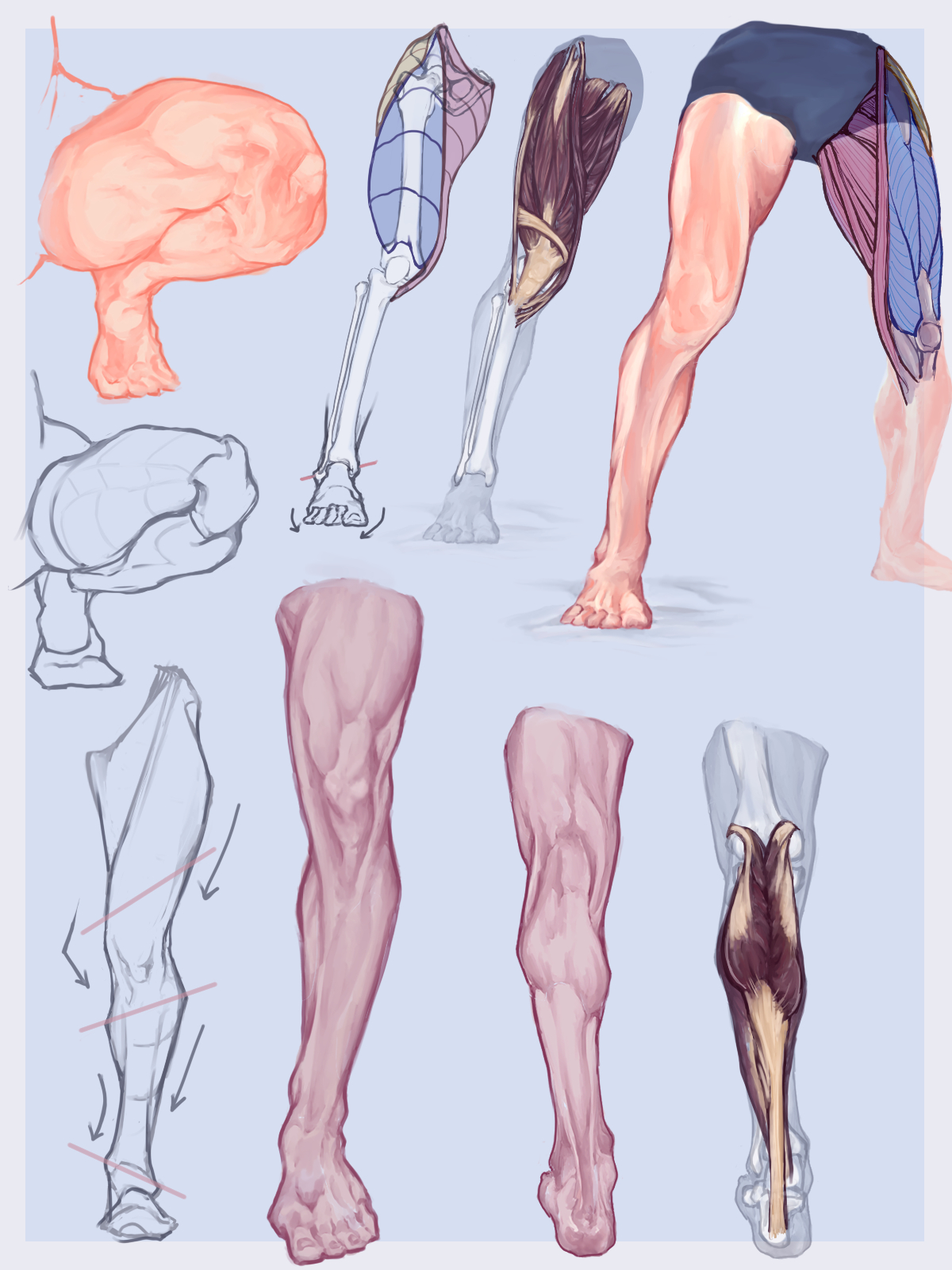 脚的学习-肌肉脚
