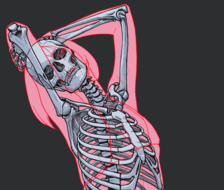 女性的骨骼-画法骨格