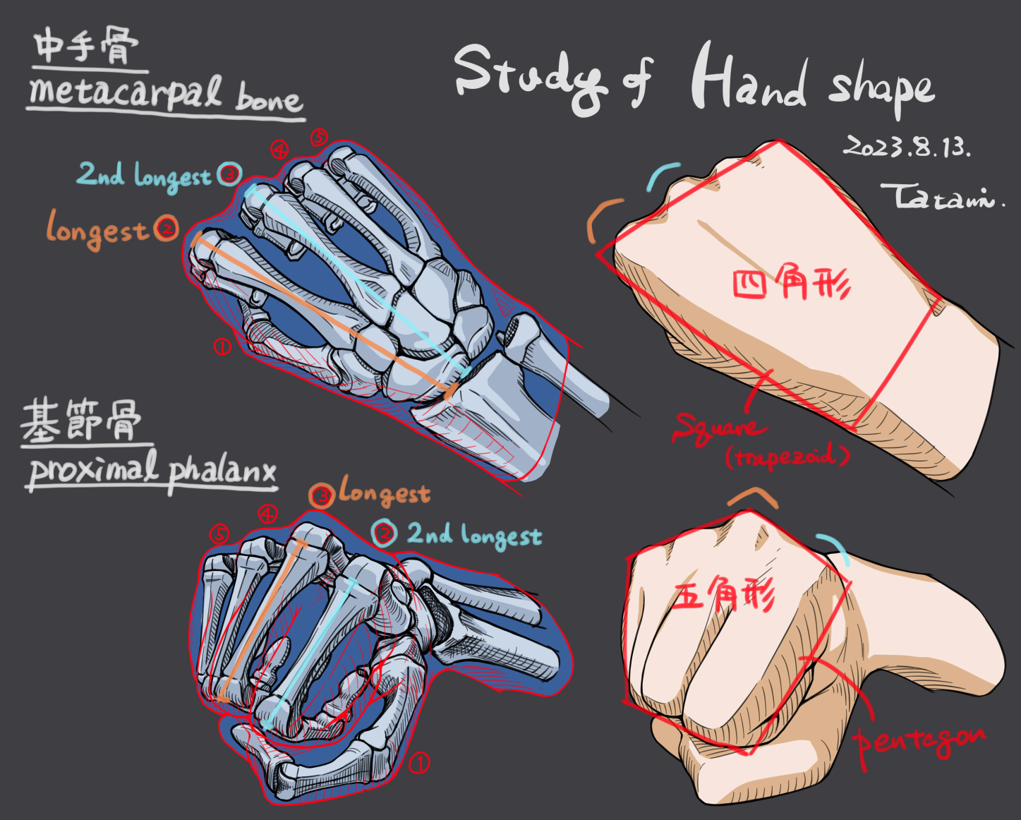 手形状研究-画法骨格
