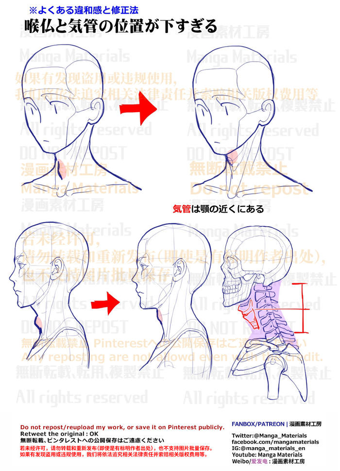 个人注：颈骨和气管的位置插画图片壁纸