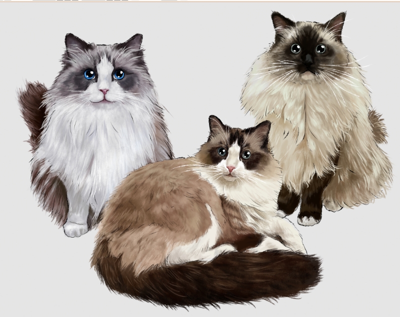 猫猫家族～-宠物猫咪宠物稿件宠物