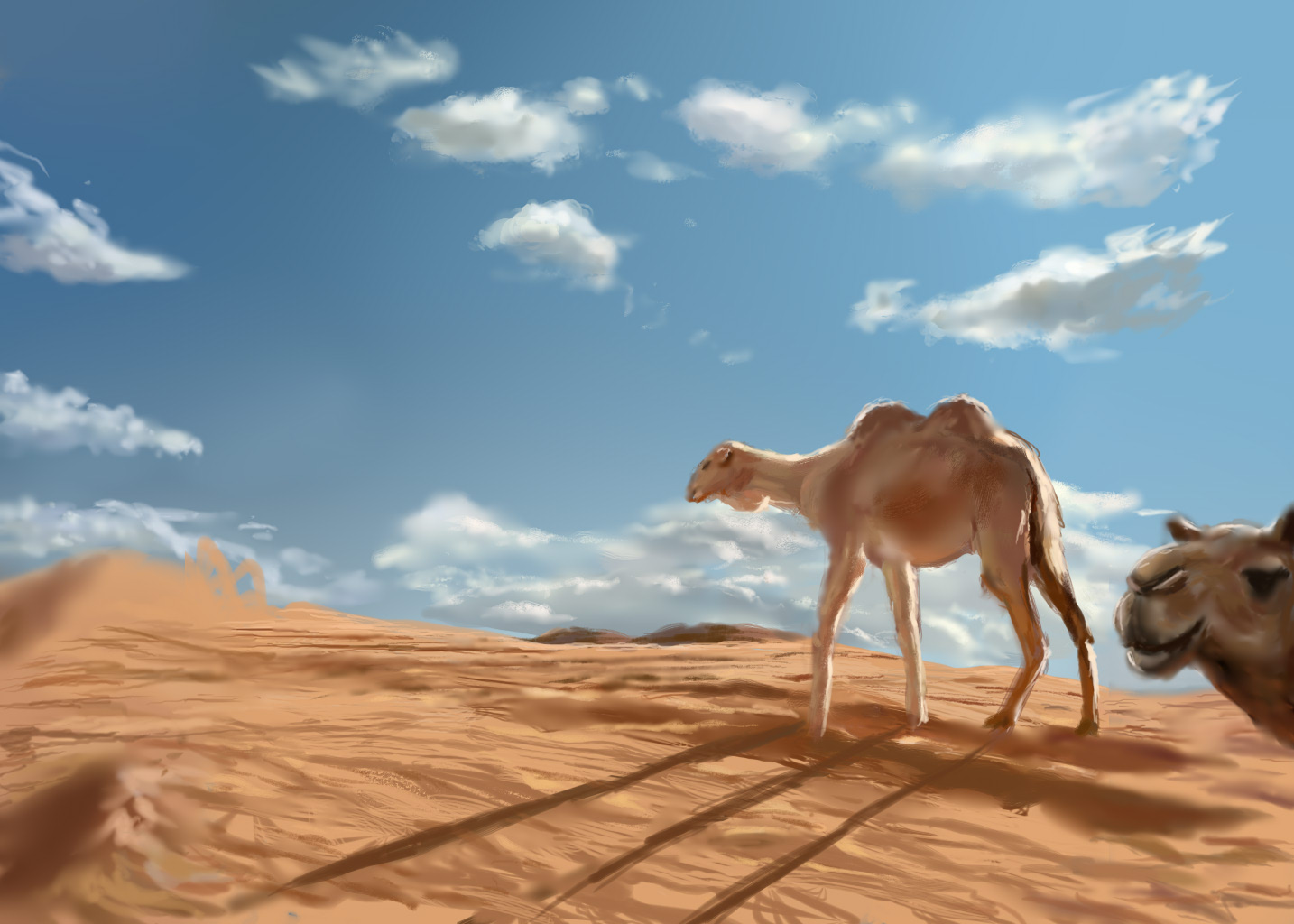 漫步飞沙-沙漠骆驼
