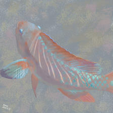 鱼插画图片壁纸