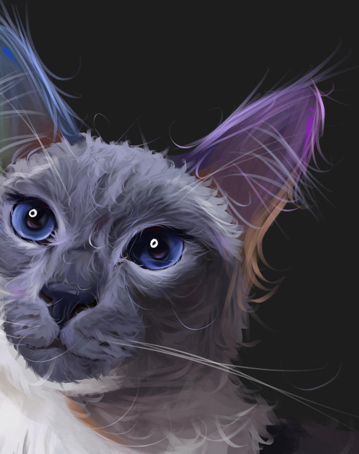 【宠物肖像】暹罗猫篇～插画图片壁纸