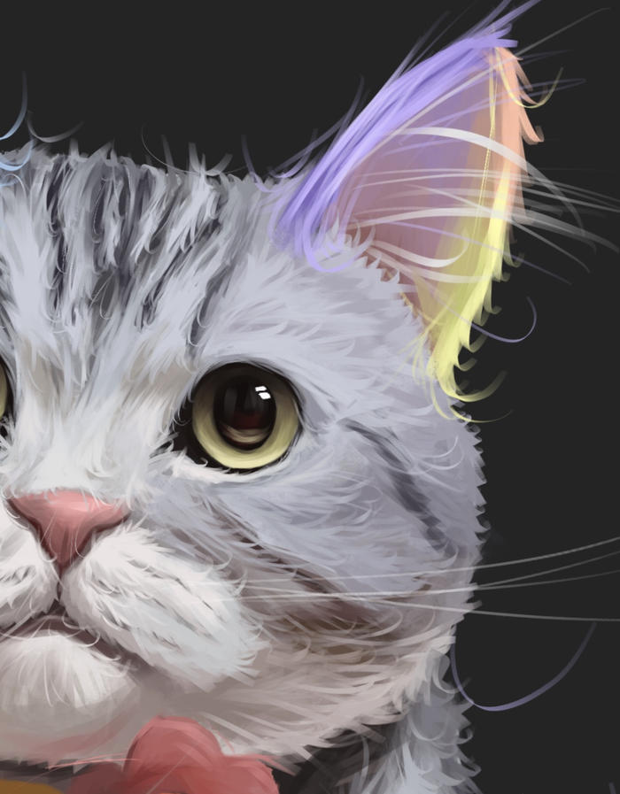 【宠物肖像】美国短毛猫篇～插画图片壁纸