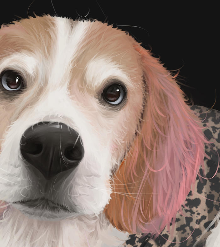 【宠物肖像】比格犬篇～插画图片壁纸