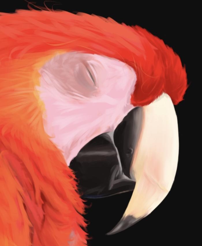 【宠物肖像】绯红金刚鹦鹉～插画图片壁纸