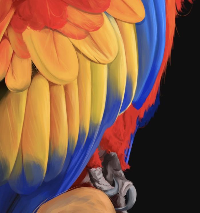 【宠物肖像】绯红金刚鹦鹉～插画图片壁纸