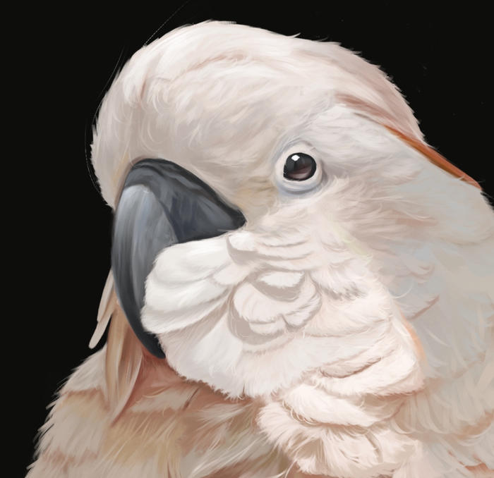 【宠物肖像】鲑色凤头鹦鹉篇～插画图片壁纸