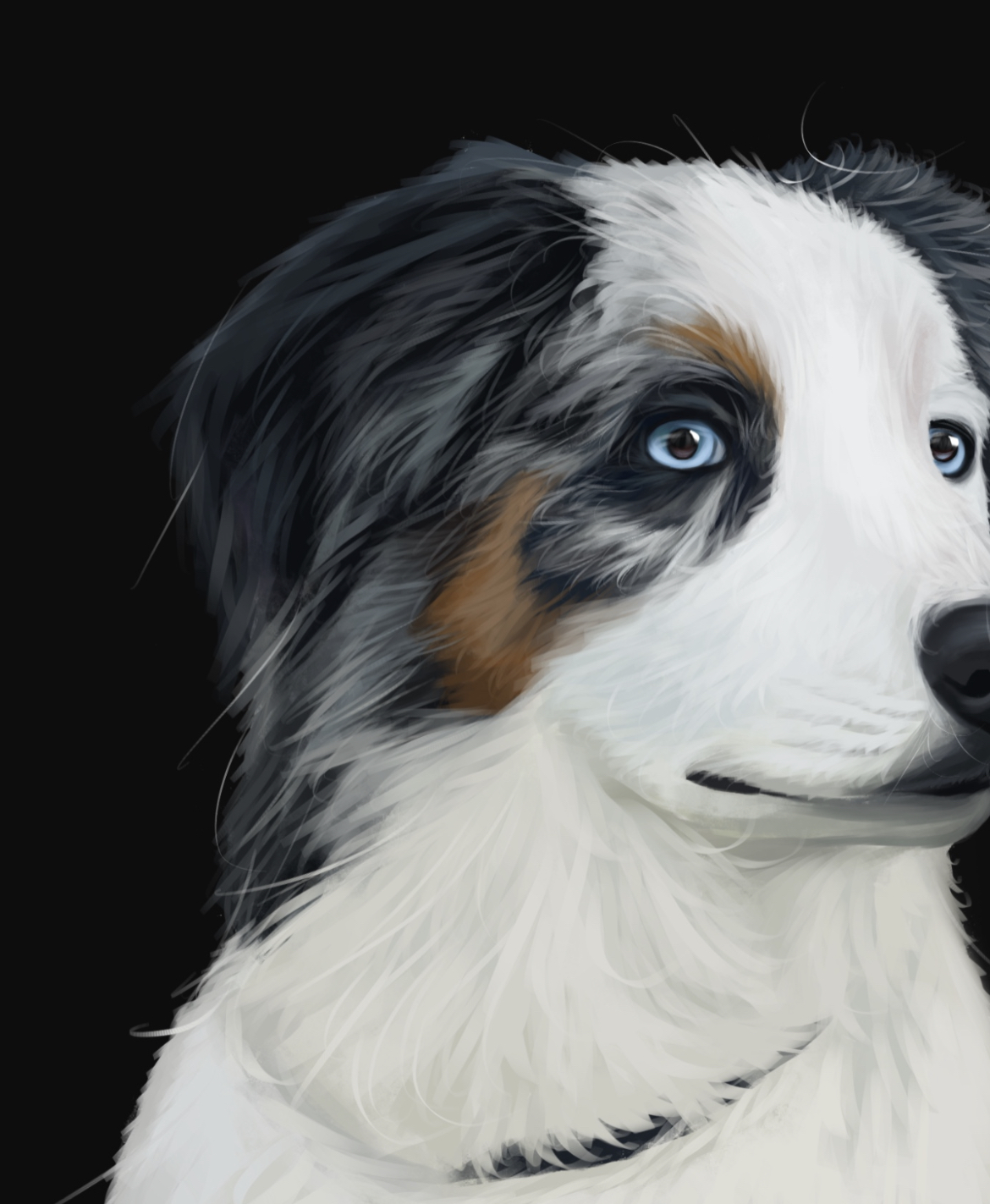 【宠物肖像】澳大利亚牧羊犬～插画图片壁纸