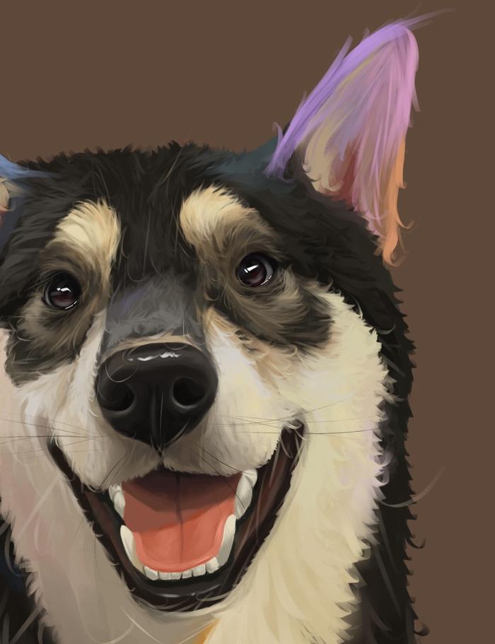 【宠物肖像】柴犬篇～插画图片壁纸