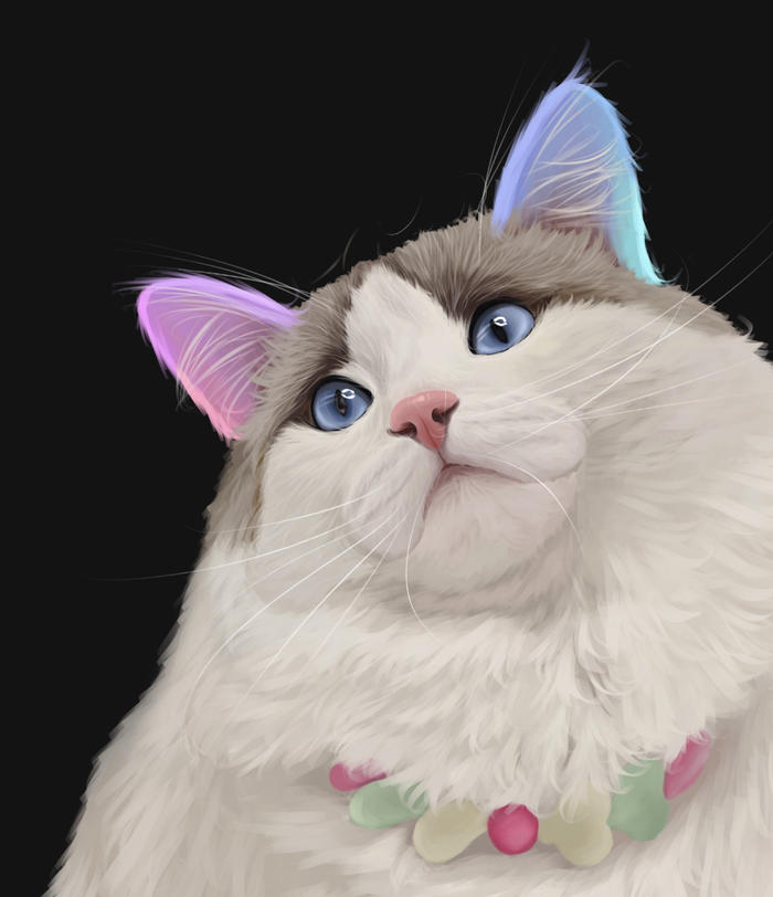 【宠物肖像】布偶猫篇～插画图片壁纸