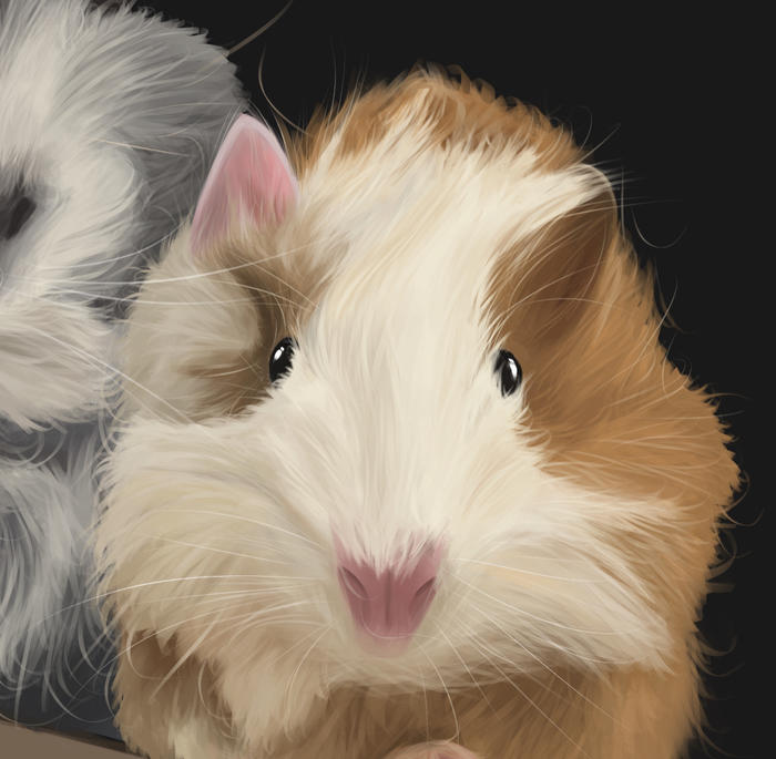 【宠物肖像】荷兰猪篇～插画图片壁纸