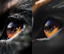 猫猫的眼睛就像一个宇宙