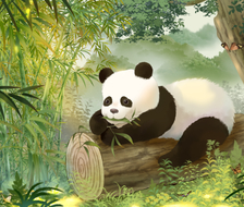 大熊猫插画-原创插画大熊猫