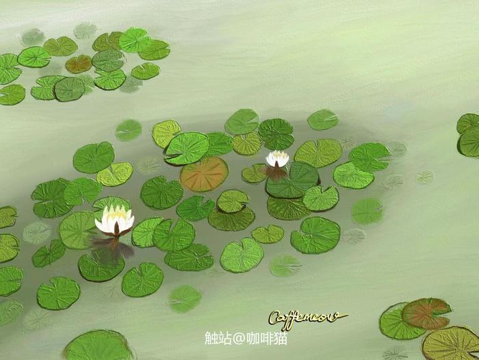 西溪湿地的睡莲插画图片壁纸