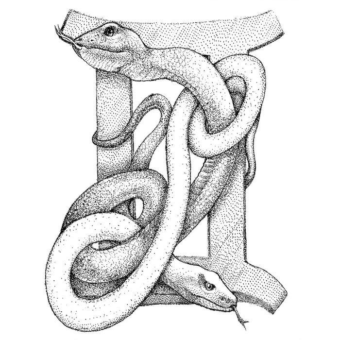 星肖绘 - 双子座 生肖蛇插画图片壁纸