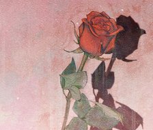 玫瑰之恋-原创绘画