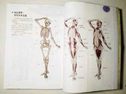艺术绘画方面的神书：《艺用解剖学笔记》