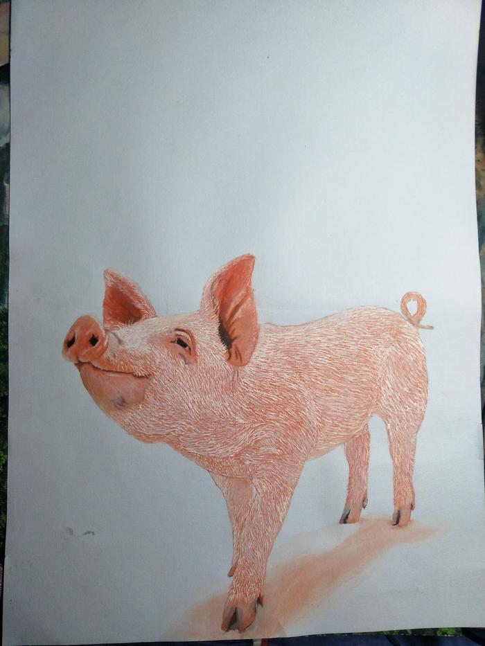 动物插画图片壁纸