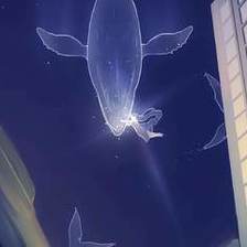 夜陨鲸落插画图片壁纸