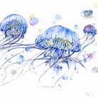 水母系列