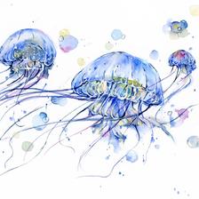水母系列插画图片壁纸
