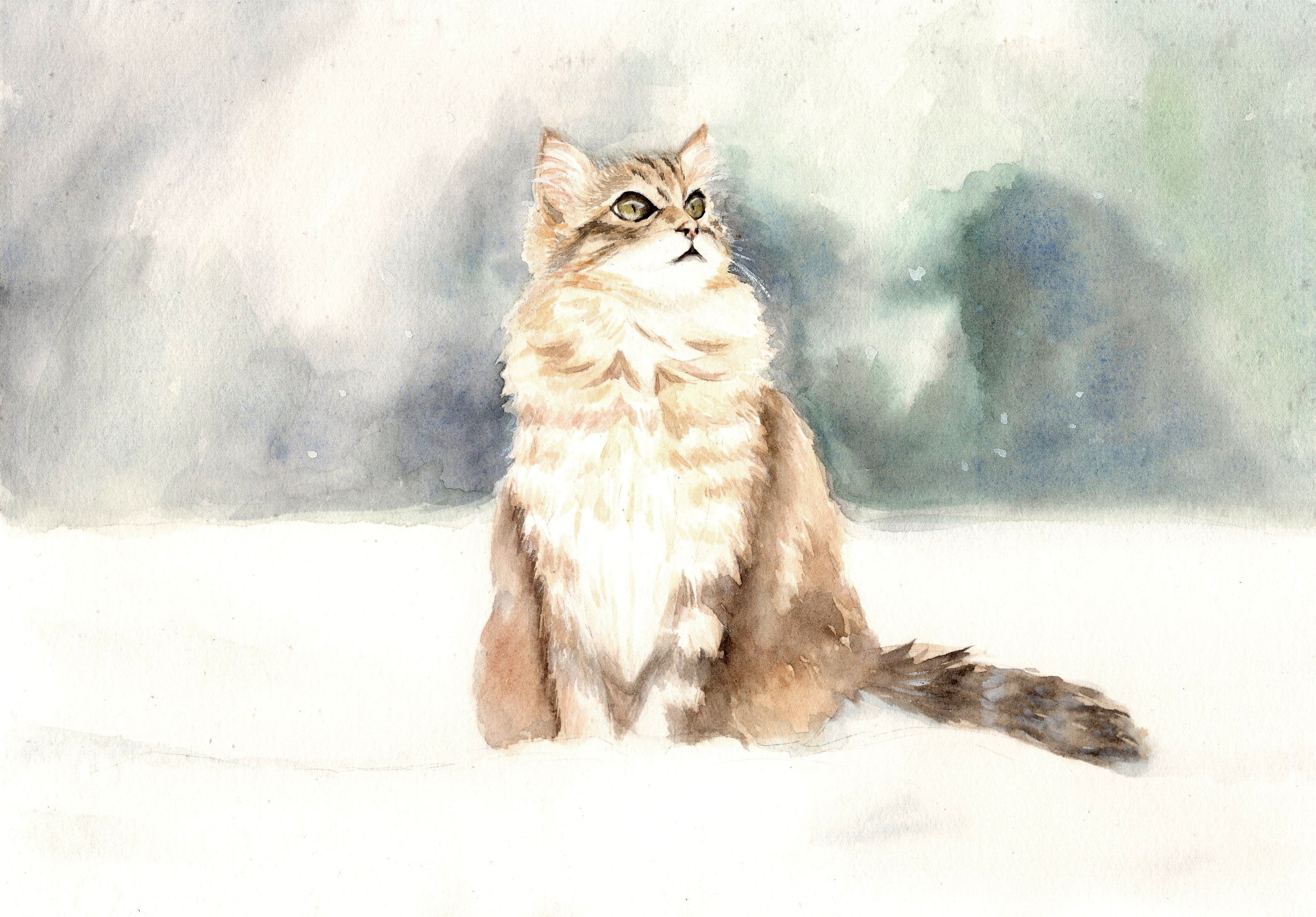 雪原上的猫