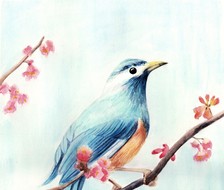 青鸟-水彩画写生