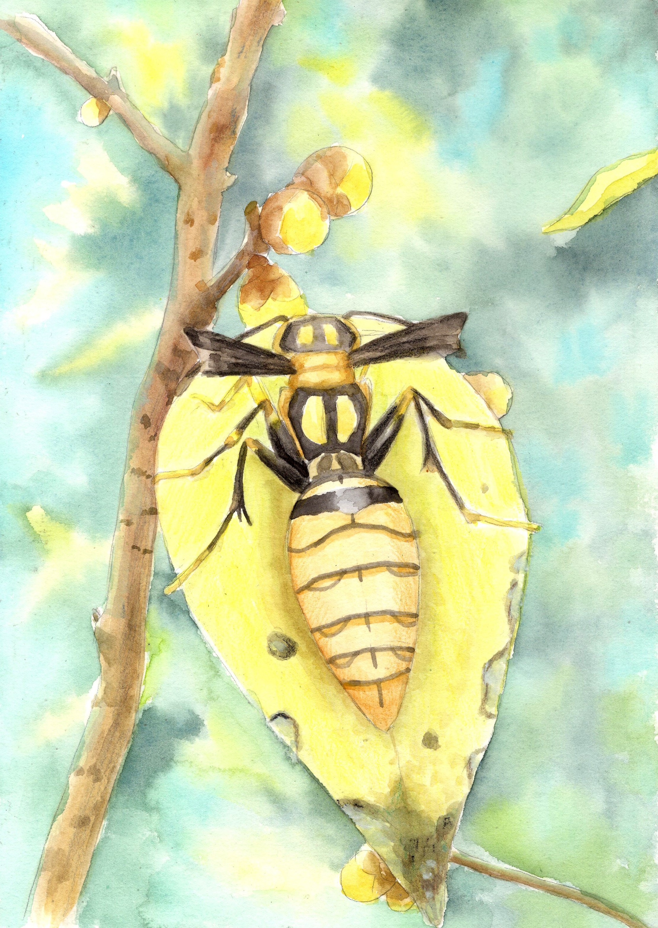 折翼黄蜂插画图片壁纸
