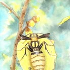 折翼黄蜂