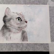 一只猫猫插画图片壁纸