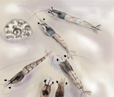 《虾趣》-虾动物插画