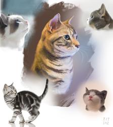 猫插画图片壁纸
