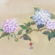 绣球花插画图片壁纸