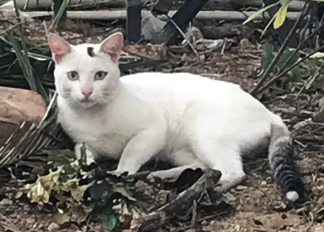 一只叫点头的猫横图方图