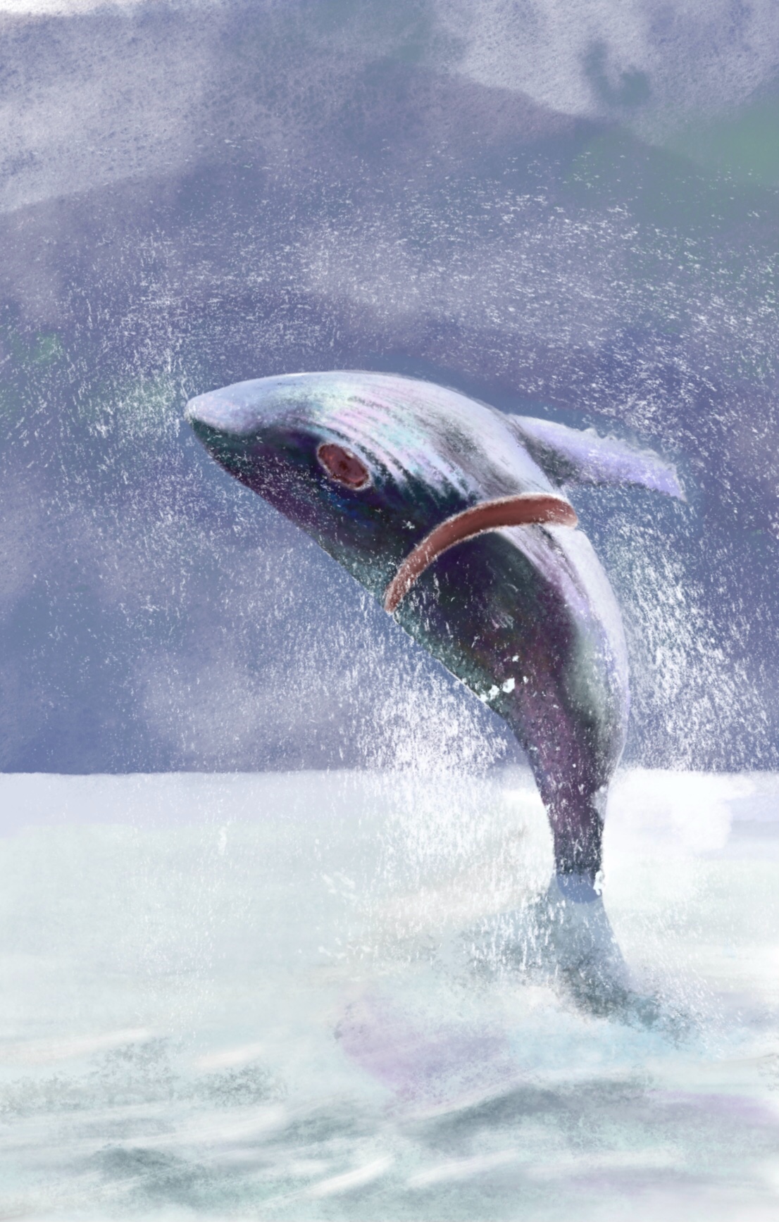 保护海洋动物-鲸插画图片壁纸