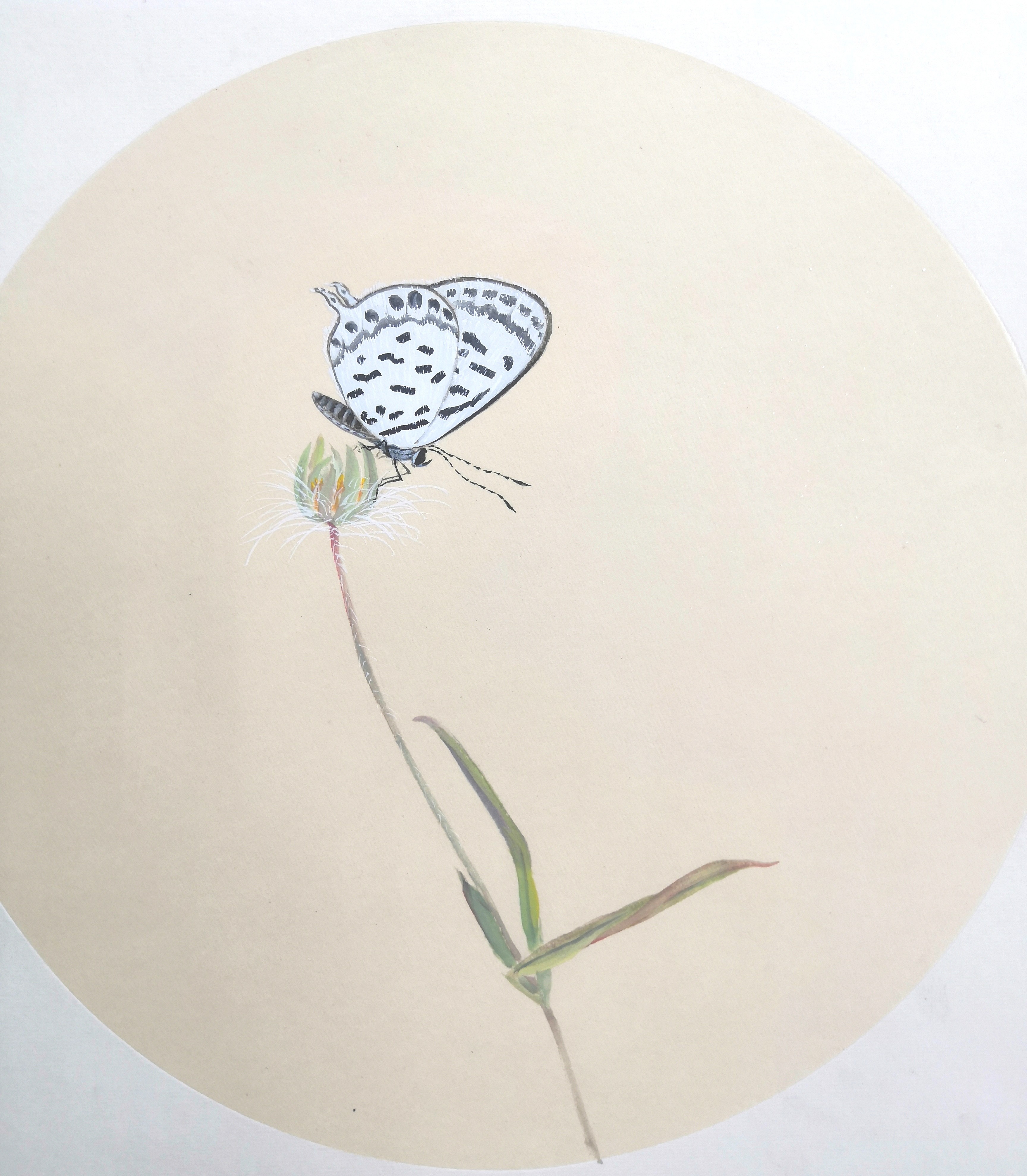 《恋蝶之花》插画图片壁纸