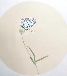 《恋蝶之花》插画图片壁纸