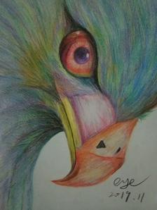 彩铅画鸟插画图片壁纸