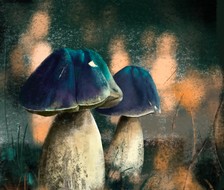 蘑菇-蘑菇方图