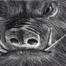 野猪插画图片壁纸