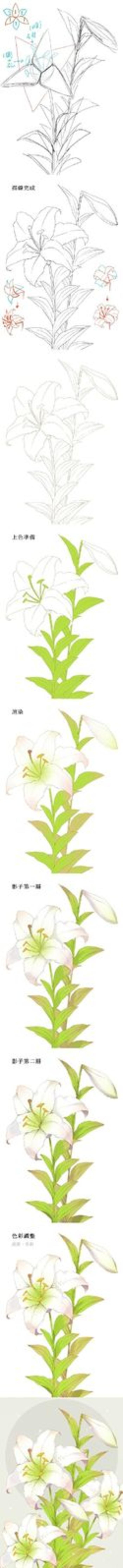 动漫绘师moiy的花卉教程合集，教你画玫瑰、百合、山茶花等9种不同的花卉插画图片壁纸