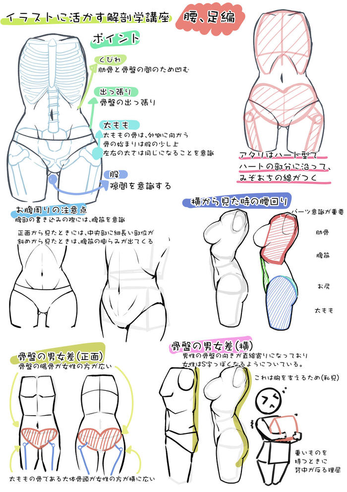 用在插图上！解剖学讲座腿和腰篇插画图片壁纸