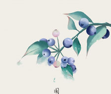 蓝莓-水彩水果