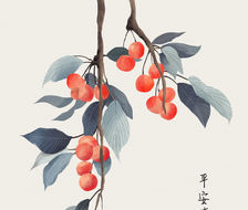 樱桃-水彩水果
