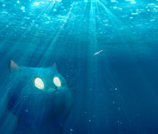 大海里的猫-大海吸猫