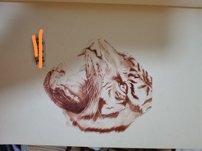 老虎插画图片壁纸
