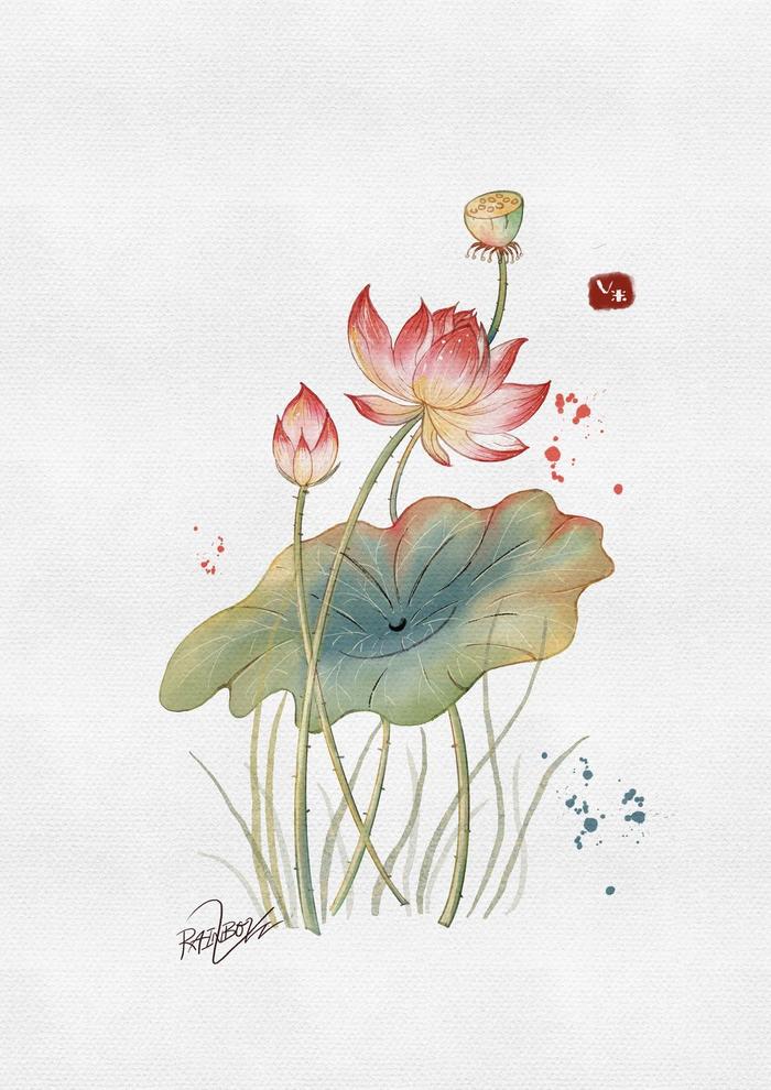 iPad绘画— 莲花插画图片壁纸